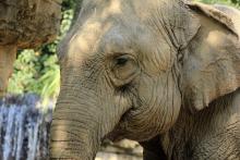 The resurgence of elephantiasis in the United States is causing concern.